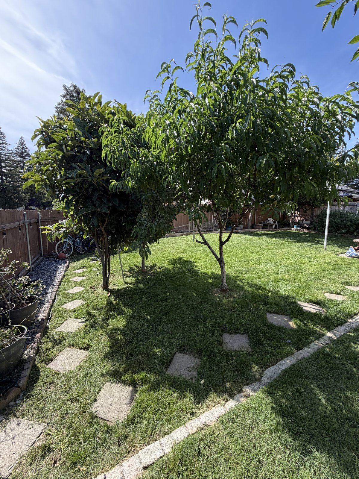 Tree and Bush Trimming