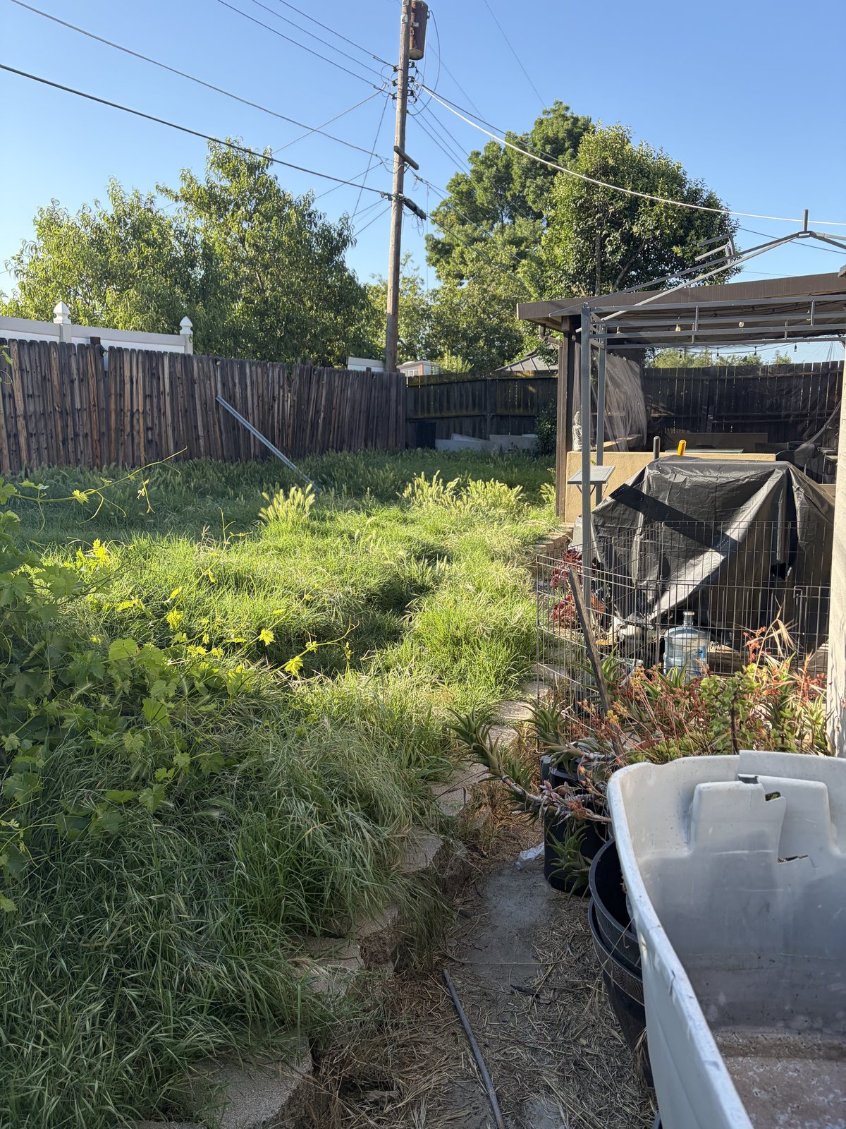 Backyard overgrown with knee-high weeds before HDZ cleanup